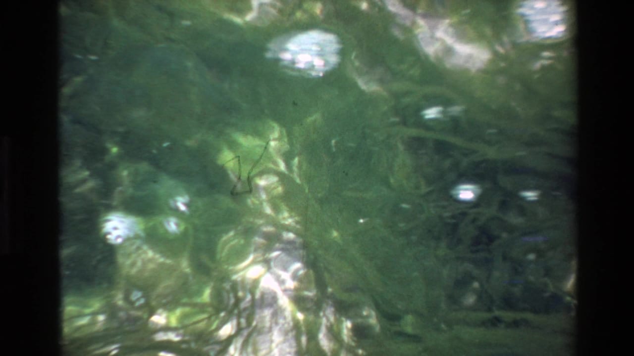 8mm film circa 1980, Big Sur area — murky green tidal water with air bubbles, submerged algae, and brightening filtered light from above.