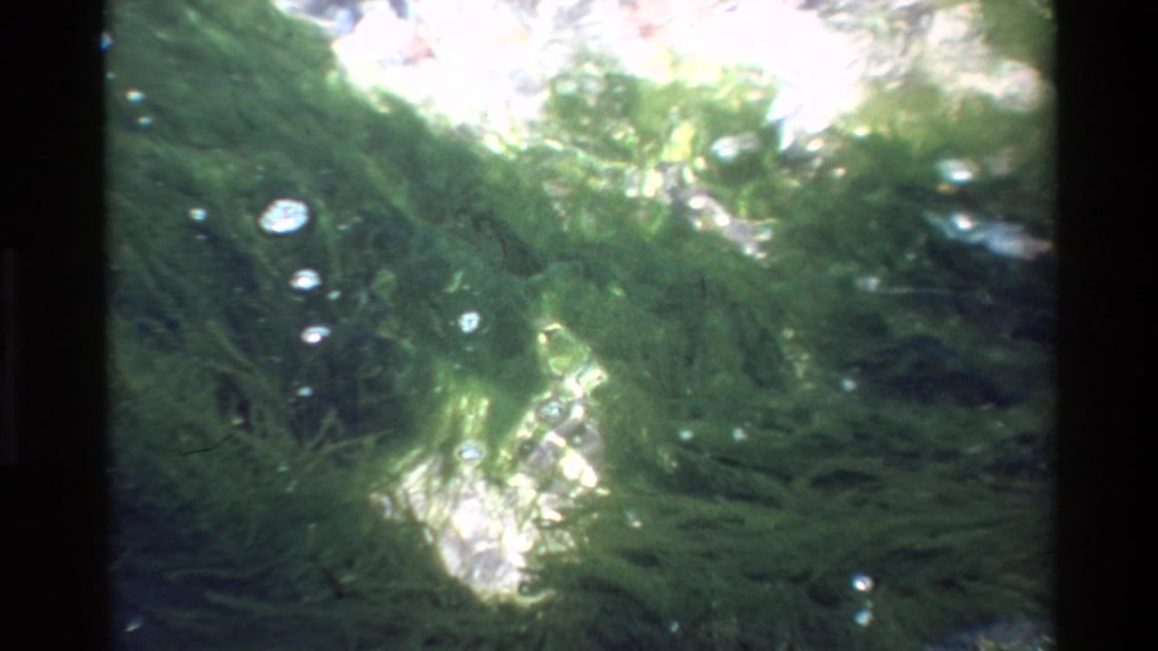 8mm film circa 1980, Big Sur area — lighter frame showing green algae, scattered bubble clusters, and stronger diffuse surface light through murky water.