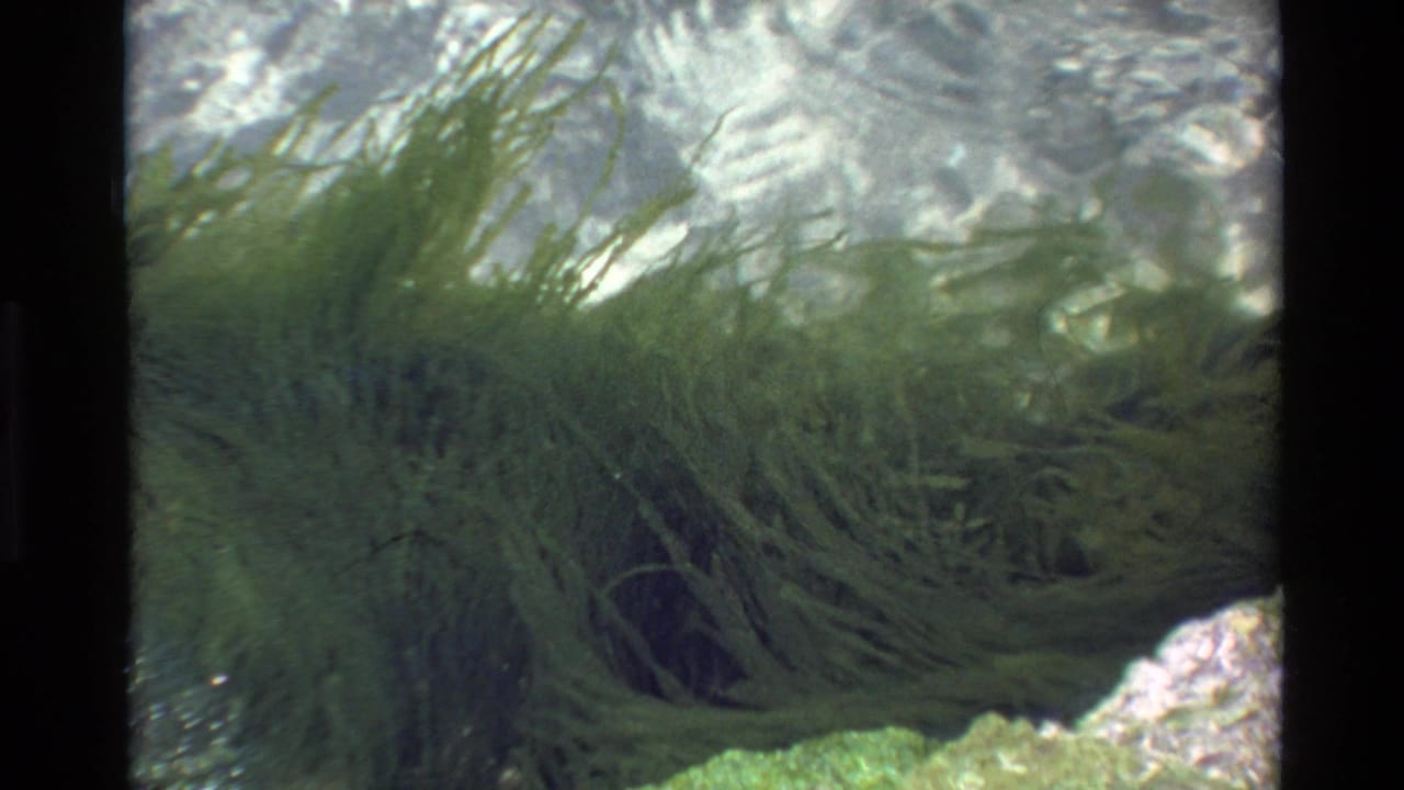 8mm film frame circa 1980 showing dense green seaweed-like vegetation underwater, sunlight filtering through the water surface above a rocky seabed.