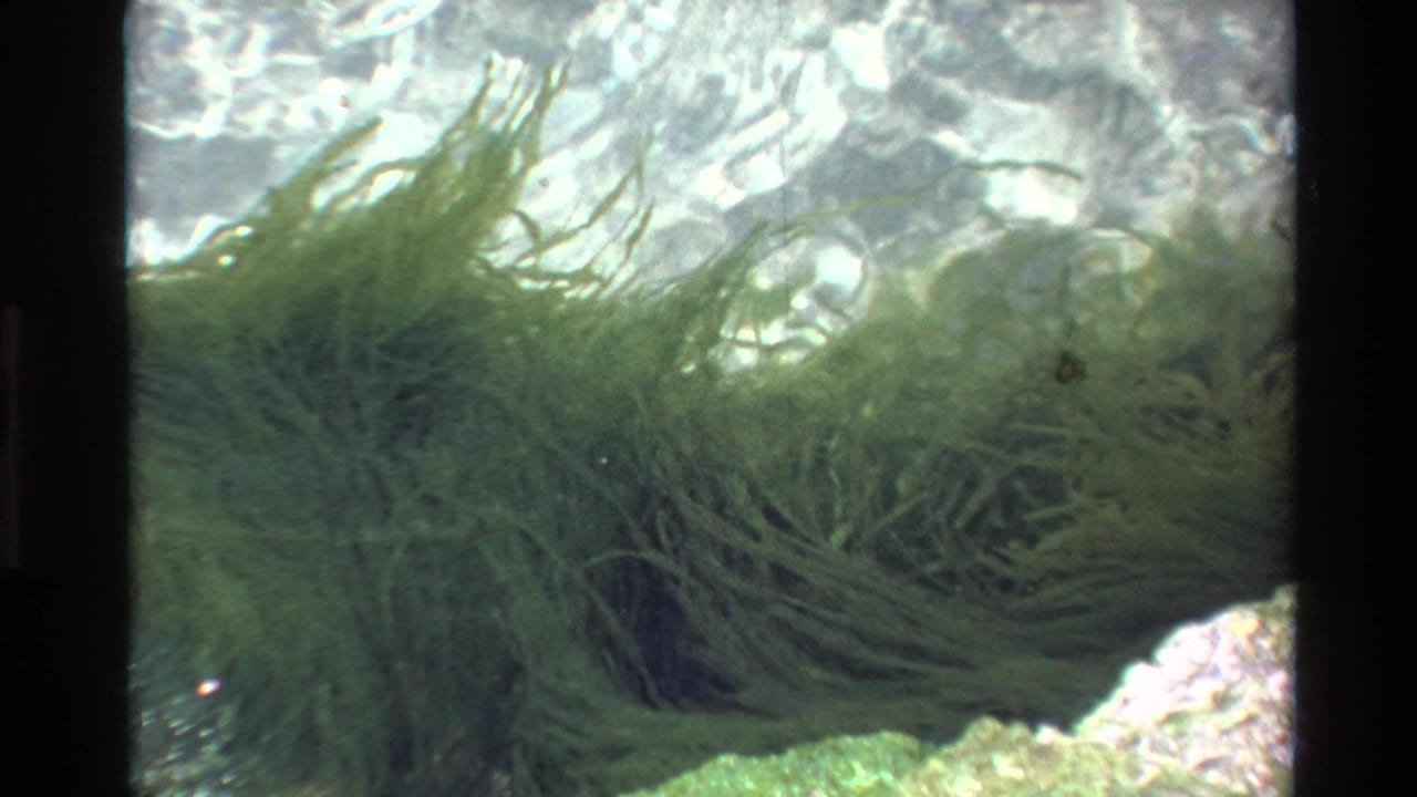 Underwater shot of swaying green aquatic plants with sunlight shimmering through the water surface above a rocky bottom.