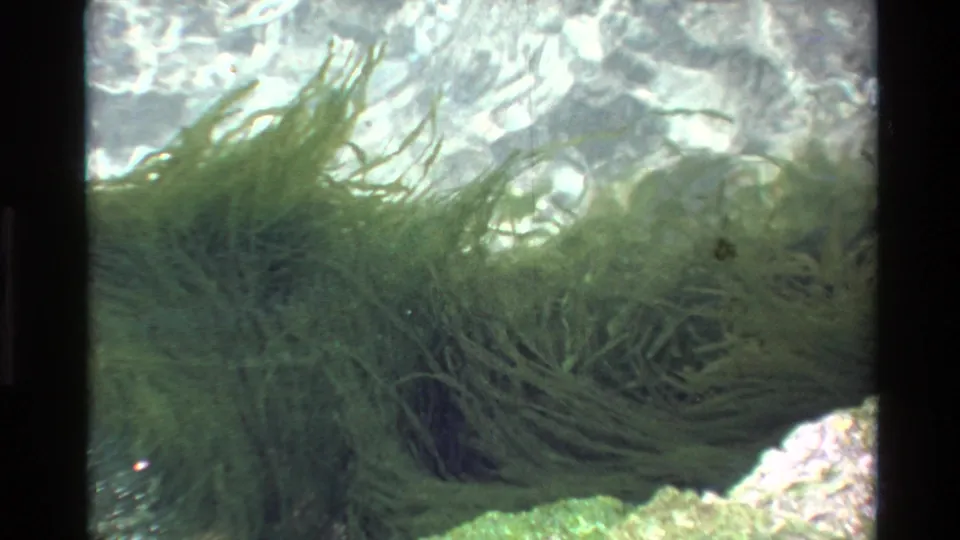 8mm film frame circa 1980 showing green aquatic vegetation undulating in clear water with light caustics visible at the water surface above a rocky substrate.