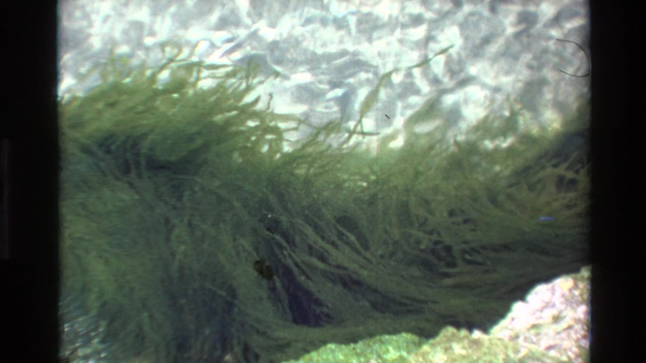 8mm film frame circa 1980 showing dense green aquatic plants in clear shallow water with rocky and pebbly substrate visible below and light diffusing from the surface.