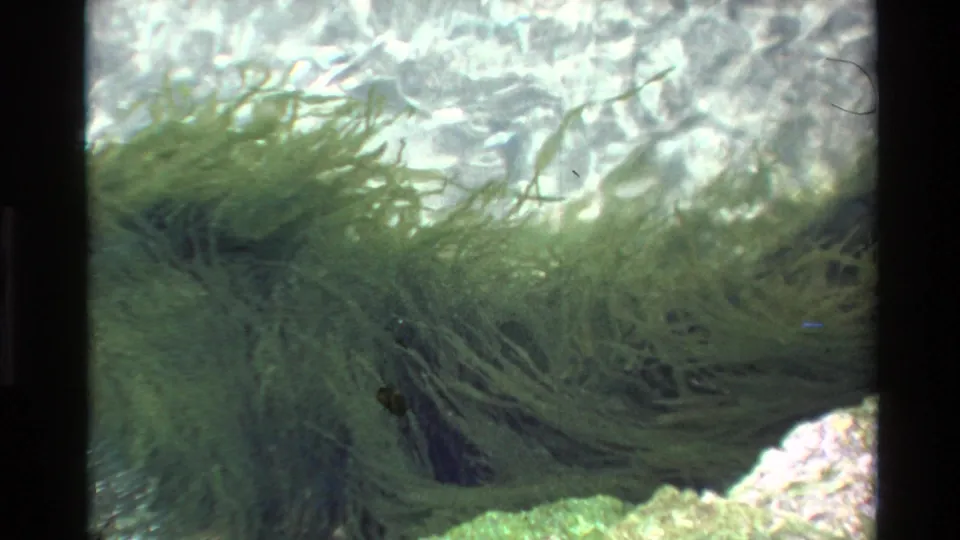 8mm film frame circa 1980 showing dense green aquatic plants in clear shallow water with rocky and pebbly substrate visible below and light diffusing from the surface.