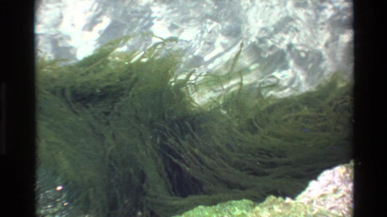 8mm film frame circa 1980 capturing green aquatic vegetation in gentle motion in clear coastal water, with sunlight shimmering at the surface and rocks visible below.