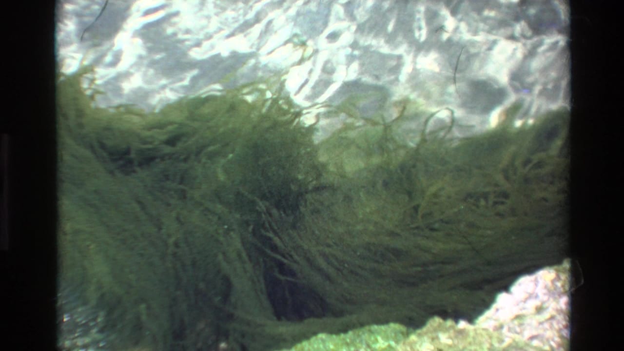 8mm underwater footage c.1980 showing dense green seaweed in clear coastal water, with rippling light patterns at the surface and visible rocky substrate.