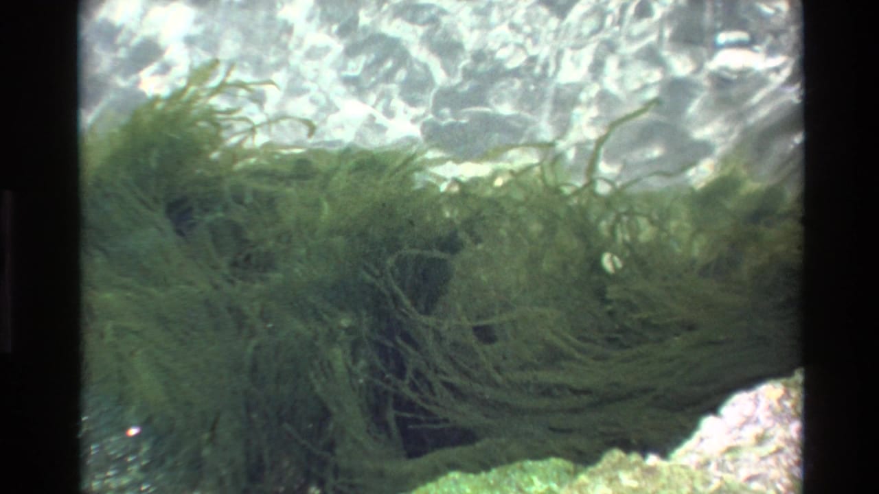Underwater green seaweed in motion with light filtering through clear water above and rocky seafloor visible below.