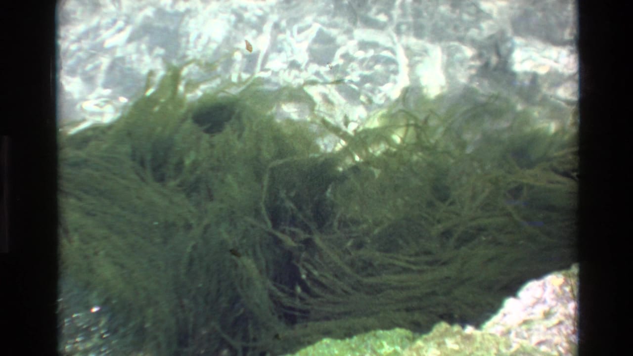 8mm archival underwater shot c.1980 showing a close view of green marine algae, with dappled sunlight at the water surface and rocky substrate below.