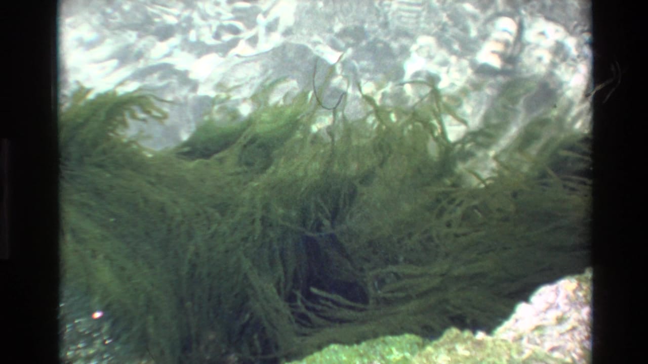 8mm archival footage c.1980 showing a green seaweed colony in clear shallow coastal water, with light caustics at the surface and rocky substrate; consistent with California coastal waters.