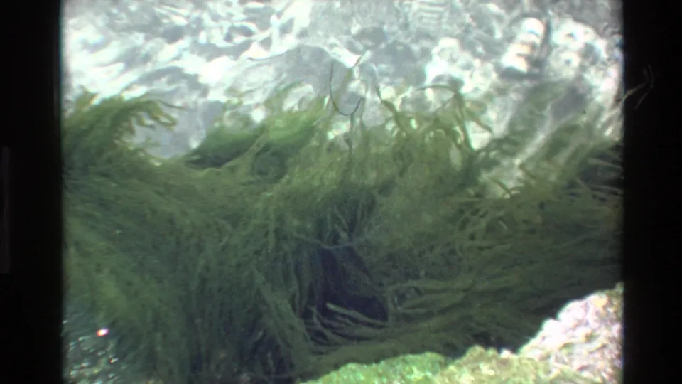 8mm archival footage c.1980 showing a green seaweed colony in clear shallow coastal water, with light caustics at the surface and rocky substrate; consistent with California coastal waters.