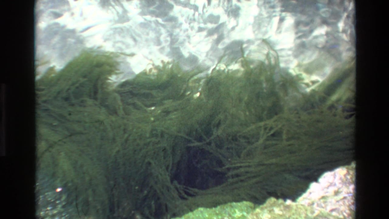 Underwater 8mm film frame circa 1980, attributed to Big Sur California, showing fine-frond green aquatic vegetation over a colorful rocky seabed with rippling surface light.