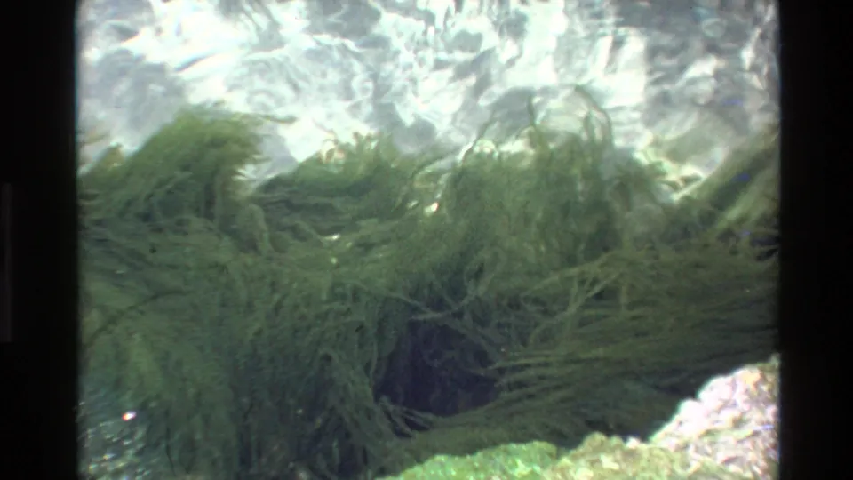 Underwater 8mm film frame circa 1980, attributed to Big Sur California, showing fine-frond green aquatic vegetation over a colorful rocky seabed with rippling surface light.