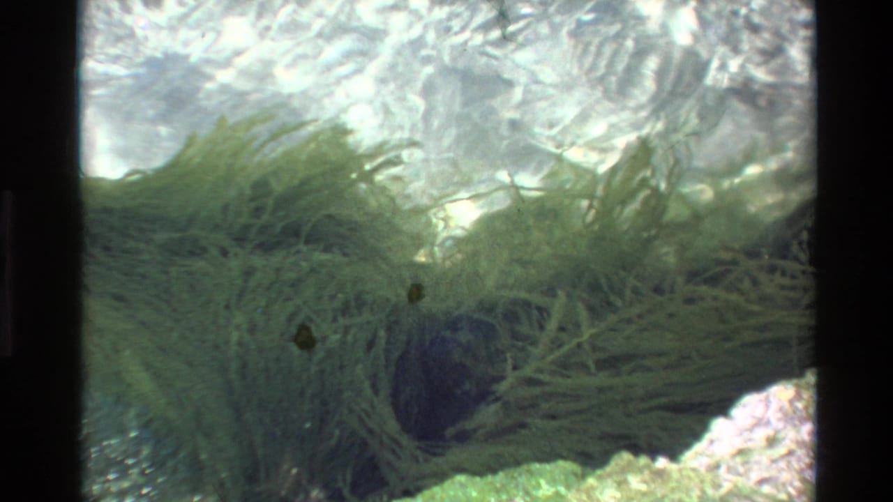 8mm underwater footage circa 1980, possibly Big Sur California, showing dense aquatic vegetation with a small dark object among the fronds over a rocky substrate.