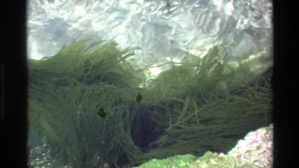 8mm underwater footage circa 1980, possibly Big Sur California, showing dense aquatic vegetation with a small dark object among the fronds over a rocky substrate.