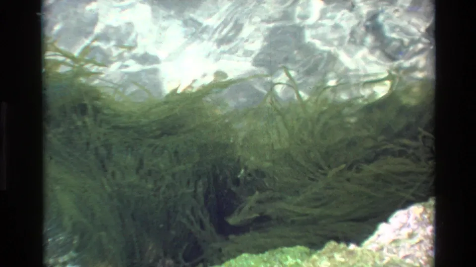 8mm underwater shot circa 1980 attributed to Big Sur California, showing feathery aquatic vegetation spread across frame with light caustics above and a colorful rocky bottom.