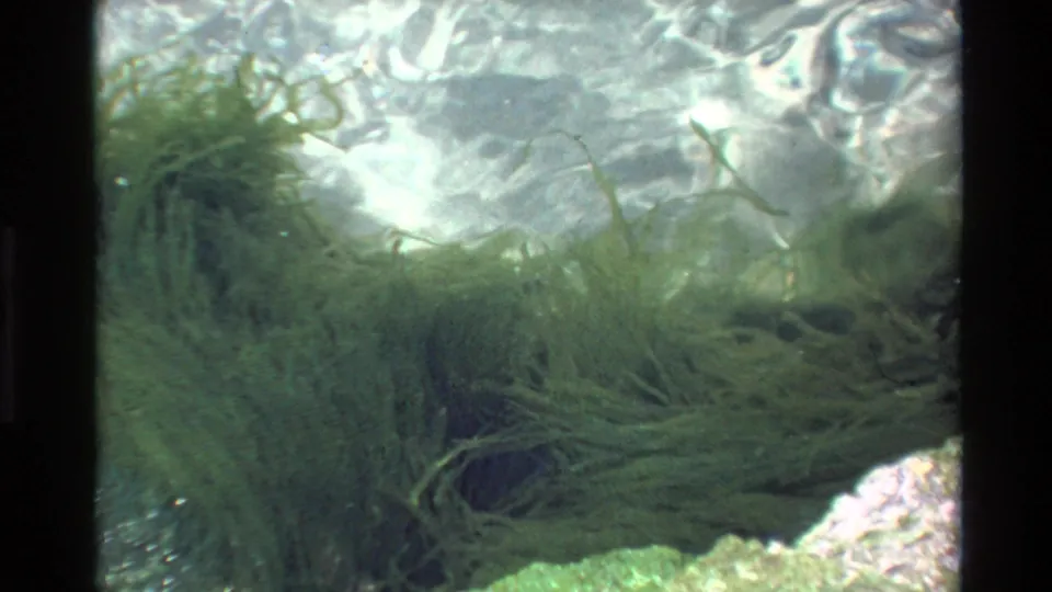Final frame of underwater 8mm footage circa 1980, Big Sur California area, showing the same dense aquatic plant colony with light caustics and a multicolored rocky bottom.