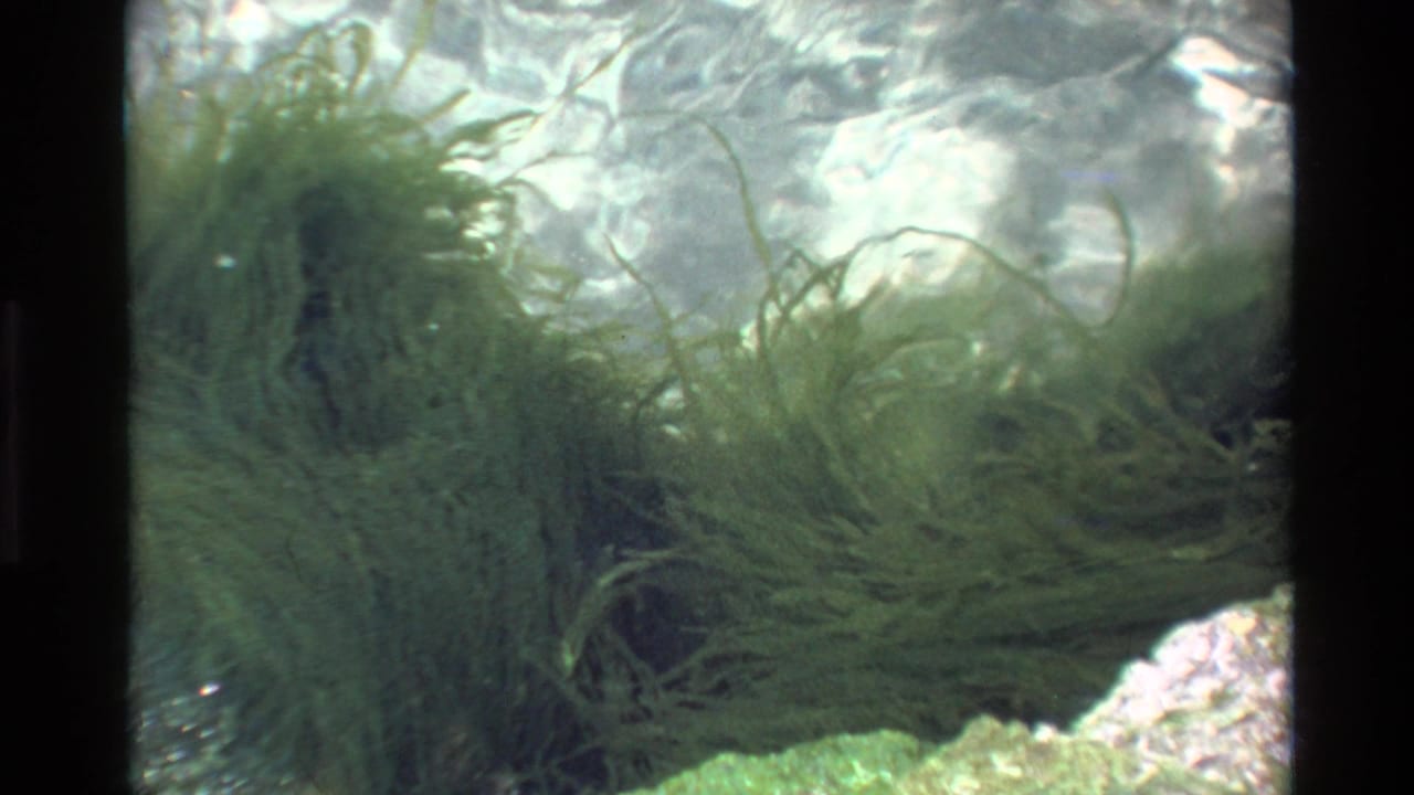 Opening frame from a 1980 8mm clip shot in Big Sur, California, showing what appears to be submerged or waterside aquatic plants through rippling water.