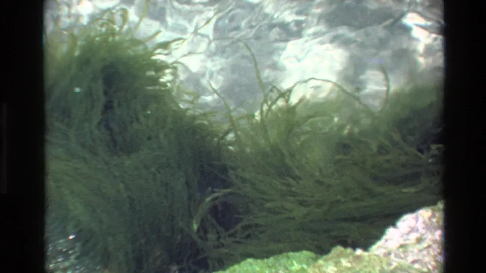 Opening frame from a 1980 8mm clip shot in Big Sur, California, showing what appears to be submerged or waterside aquatic plants through rippling water.