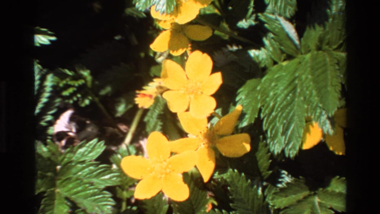 Two yellow five-petaled wildflowers with serrated green leaves against a dark shadowed forest background.