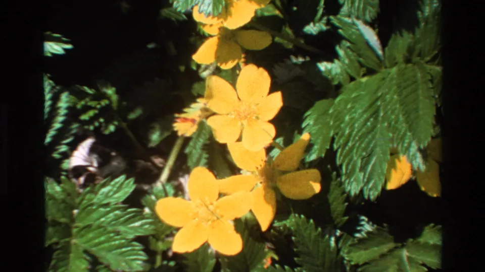Close-up cluster of yellow wildflowers and serrated leaves in Big Sur forest understory, captured on 8mm film, 1980.