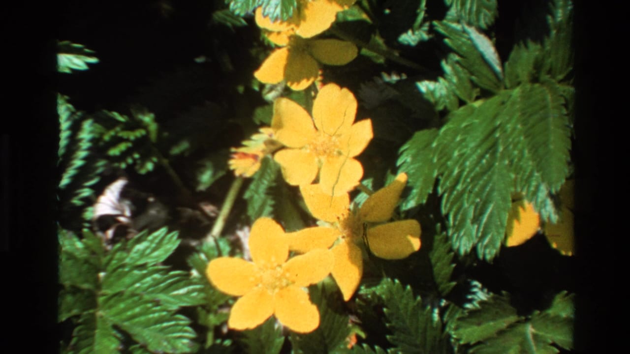 Yellow five-petaled wildflowers — possibly cinquefoil — with dense serrated green leaves filmed in close-up on 8mm in Big Sur, California, circa 1980.