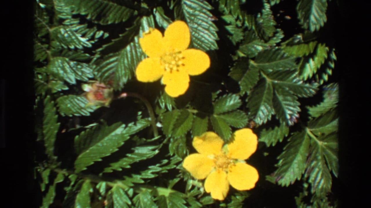Yellow wildflowers and serrated green foliage in slight motion, close-up on 8mm film, dark background.