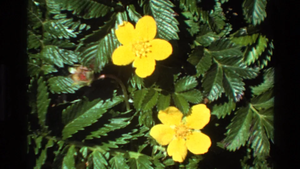 Cluster of yellow wildflowers with serrated compound foliage, shot in close-up on 8mm film in Big Sur, California, circa 1980.
