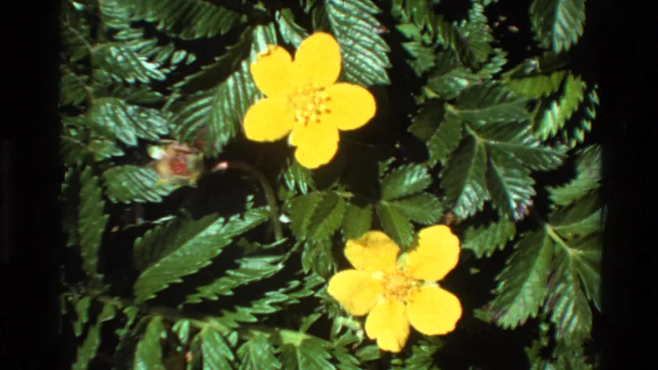 Yellow five-petaled wildflowers and dense serrated foliage in close-up macro framing, 8mm home movie footage, Big Sur, California, circa 1980.