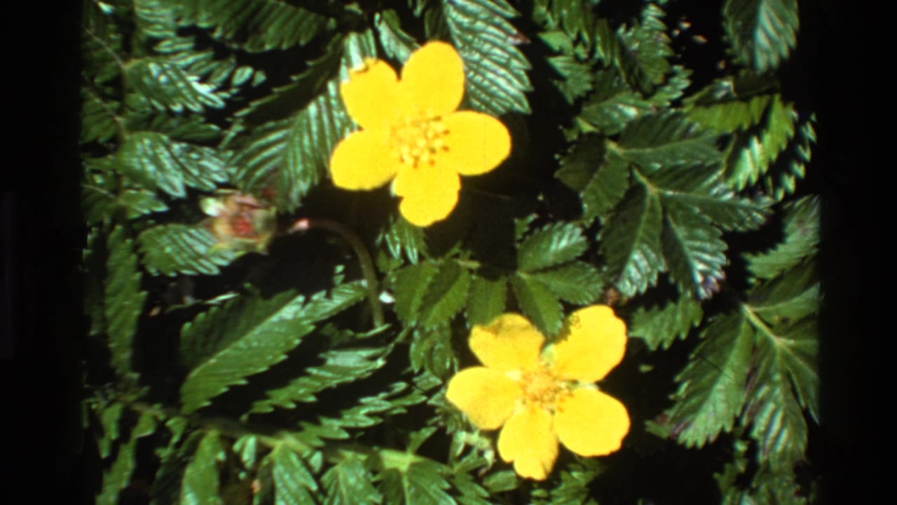 Two yellow buttercup blooms among serrated green leaves; 8mm home movie, Big Sur area, California, circa 1980.