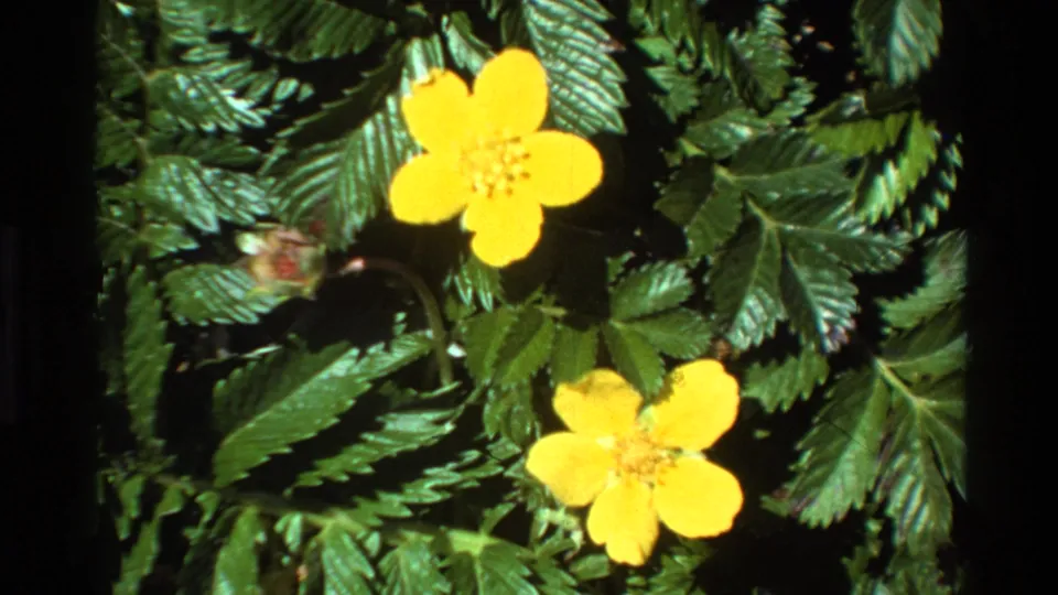 Two yellow buttercup blooms among serrated green leaves; 8mm home movie, Big Sur area, California, circa 1980.