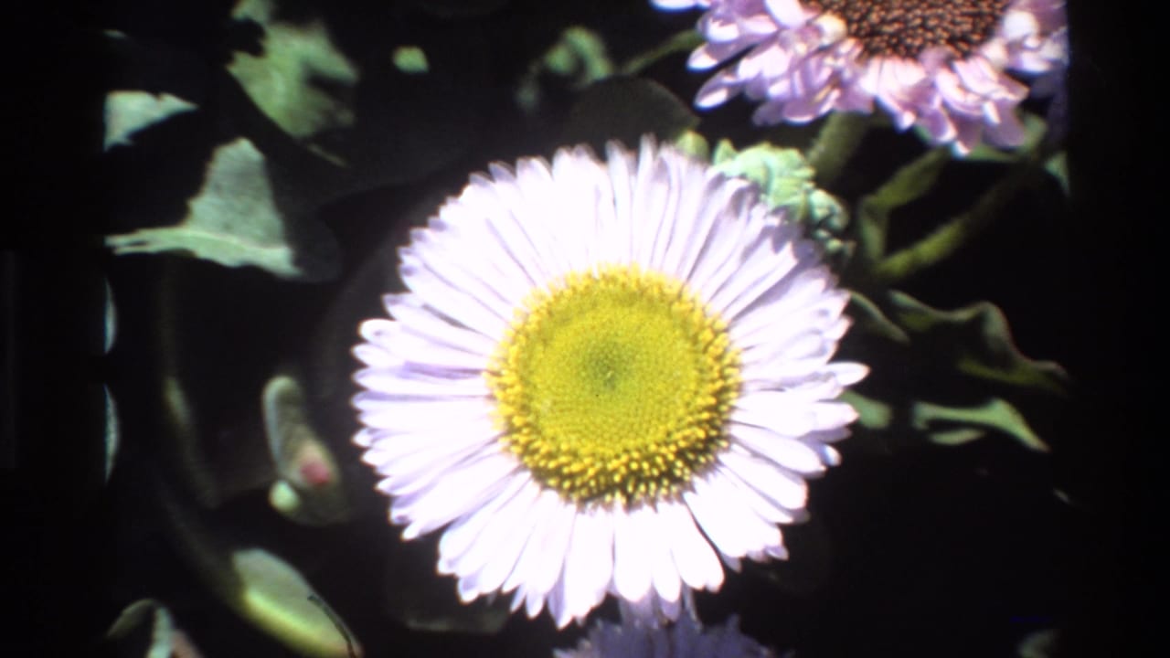 Macro close-up of a pale lavender composite wildflower with a yellow-green center disc, surrounded by green leaves and buds.