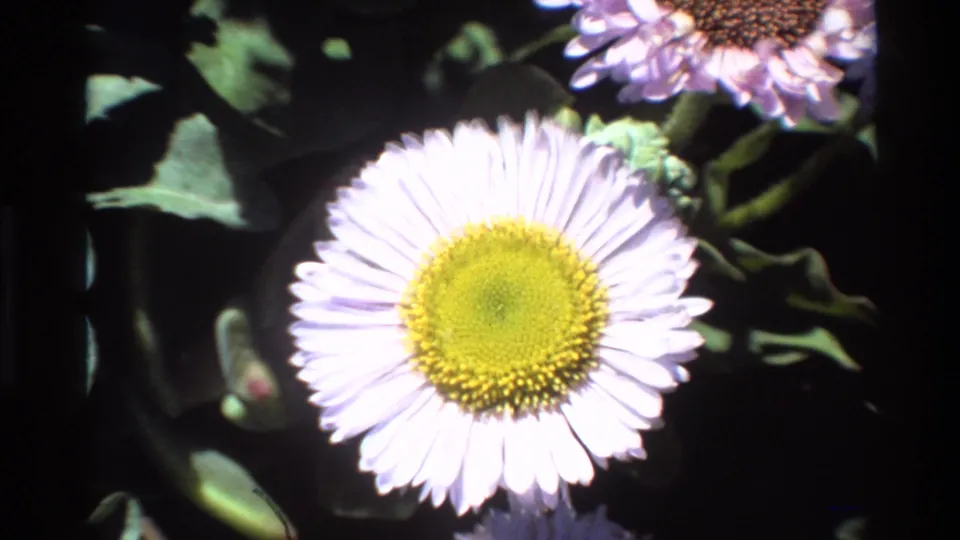 Pale lavender wildflower (aster or fleabane type) in close-up with yellow-green disc; 8mm footage, Big Sur, California, circa 1980.