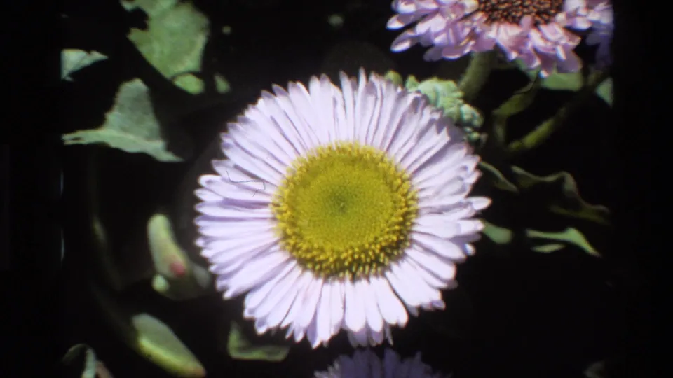 Pale lavender composite wildflower with companion buds in background; 8mm footage, Big Sur, California, circa 1980.