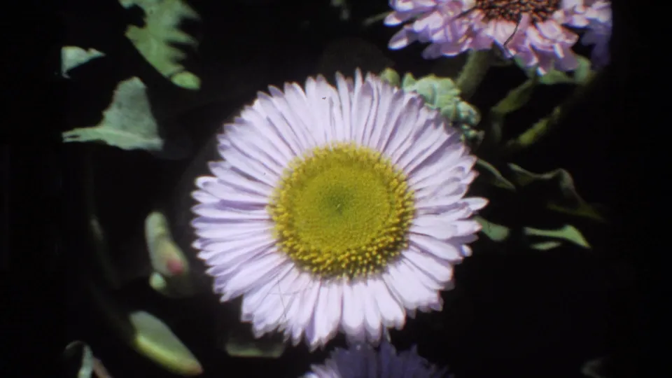 Pale lavender wildflower with subtle petal movement in breeze; 8mm footage, Big Sur, California, circa 1980.