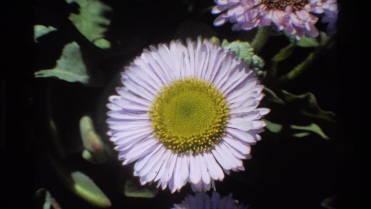 Close-up of pale lavender daisy with yellow-green disc center filmed on 8mm, per seller metadata at Big Sur, California, circa 1980.