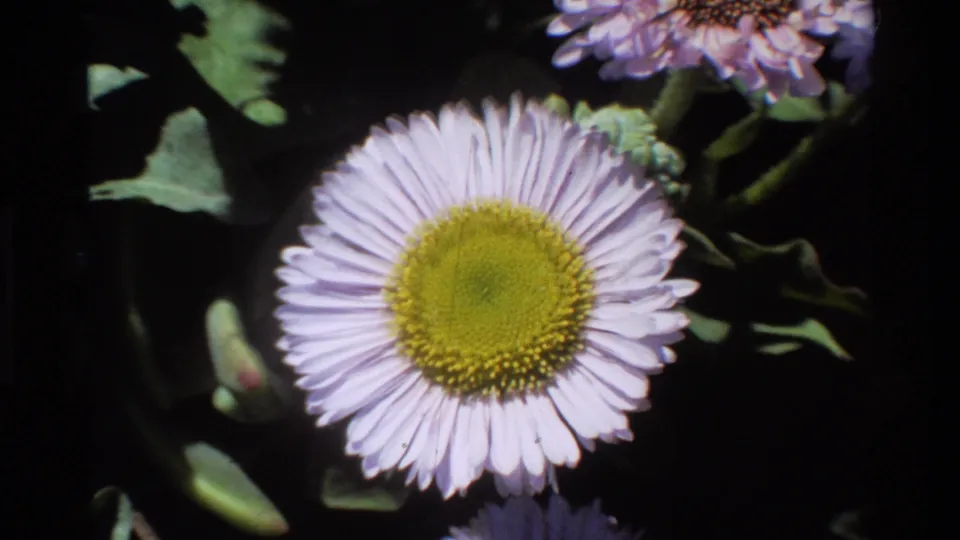 Close-up of pale lavender daisy with yellow-green disc center filmed on 8mm, per seller metadata at Big Sur, California, circa 1980.