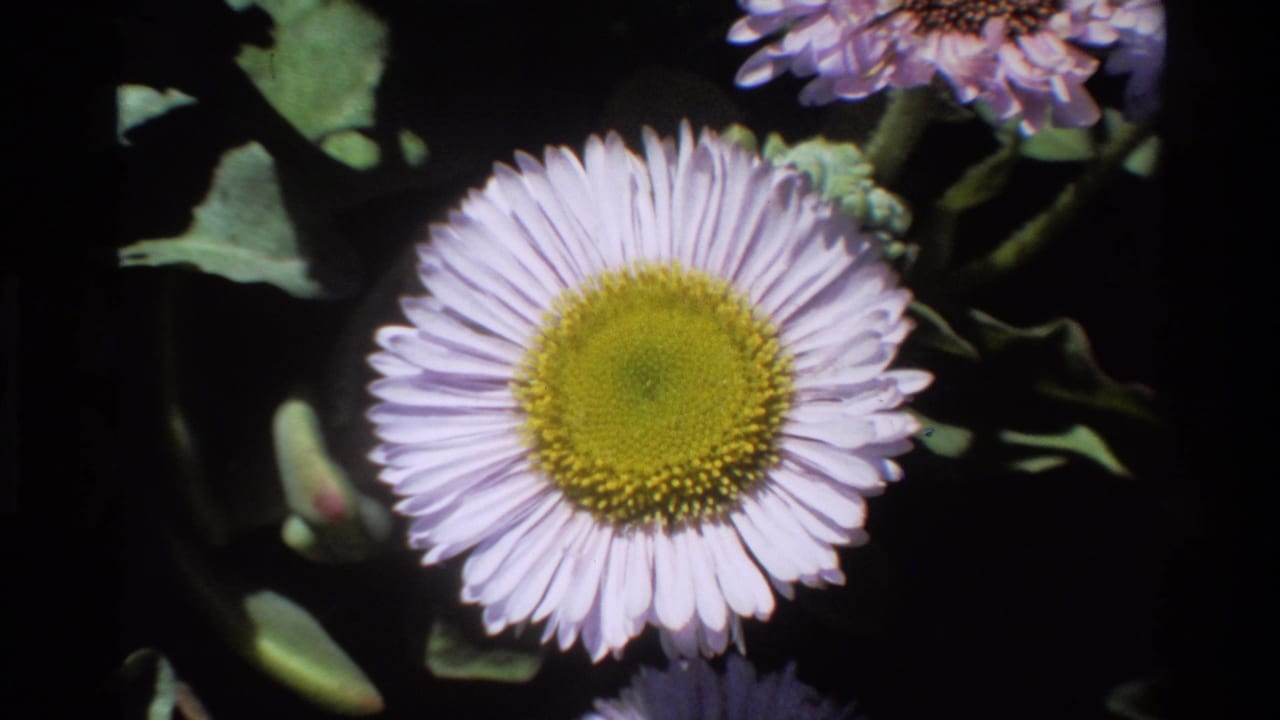 Pale lavender daisy with yellow-green disc center, out-of-focus pink flowers in upper background, 8mm home movie.