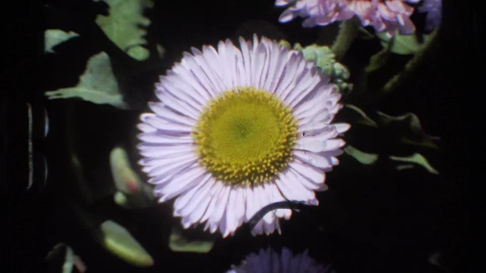 8mm home movie close-up of pale lavender daisy with yellow-green disc center; a vertical dark scratch or splice artifact is visible at the right frame edge.