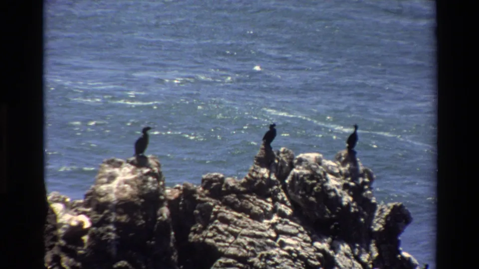 Super 8 home movie close-up, circa 1980, showing two to three large dark seabirds — likely cormorants — perched on jagged coastal rocks with the Pacific Ocean visible behind, Big Sur area