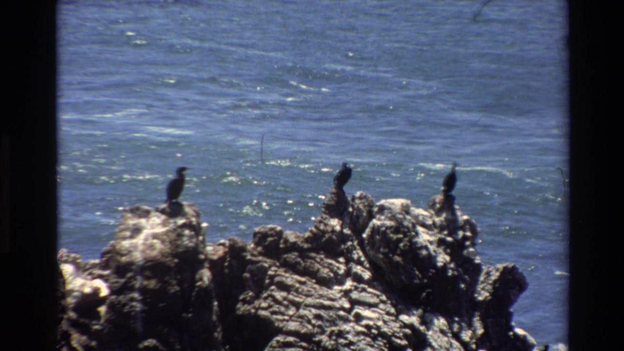 Two dark seabirds on rocky coastal outcroppings with blue Pacific behind, likely Big Sur, California, circa 1980, captured on 8mm film with characteristic grain.