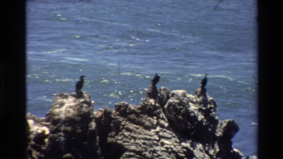 Two dark seabirds on rocky coastal outcroppings with blue Pacific behind, likely Big Sur, California, circa 1980, captured on 8mm film with characteristic grain.