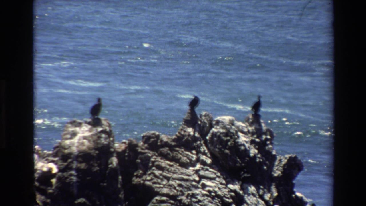 Two dark seabirds atop rocky coastal outcroppings, blue Pacific water background, 8mm film borders.