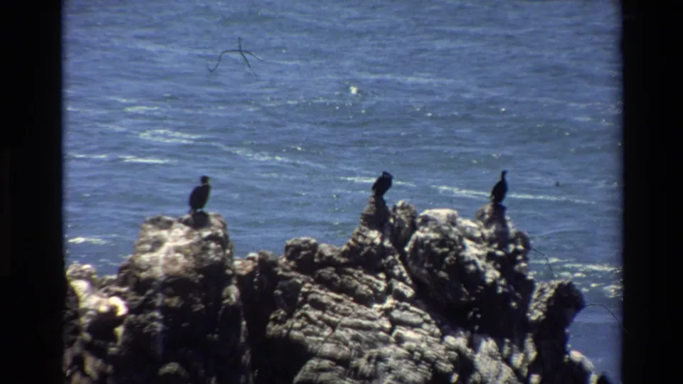 Three dark seabirds distributed across coastal rock formation in wider frame, likely Big Sur, California, circa 1980, 8mm film with hairline vertical scratches.