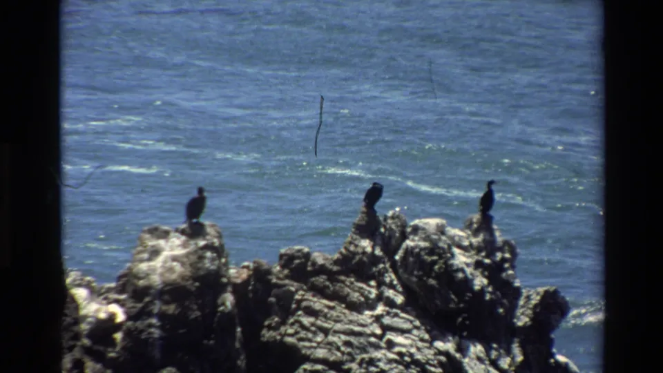 Three dark seabirds resting on rugged coastal rocks against blue Pacific, likely Big Sur, California, circa 1980, 8mm film with visible scratches and grain.