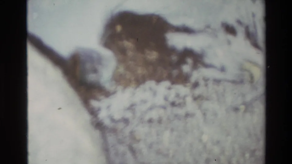 Final frame of 1980s 8mm clip: heavily blurred, abstract close-up of what appears to be a small bird or animal in motion against a pale out-of-focus background.