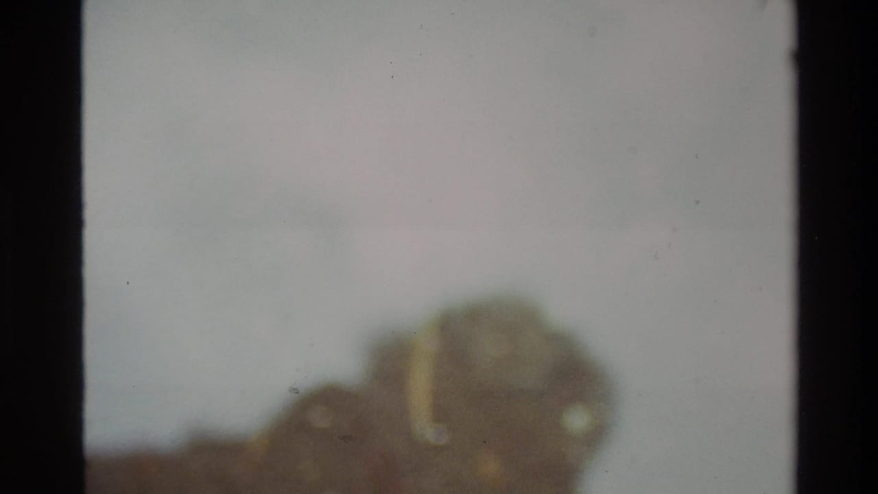 Heavily blurred 8mm frame of an unidentified dark organic form — possibly rock or driftwood — against pale overcast background, Big Sur area, circa 1980.