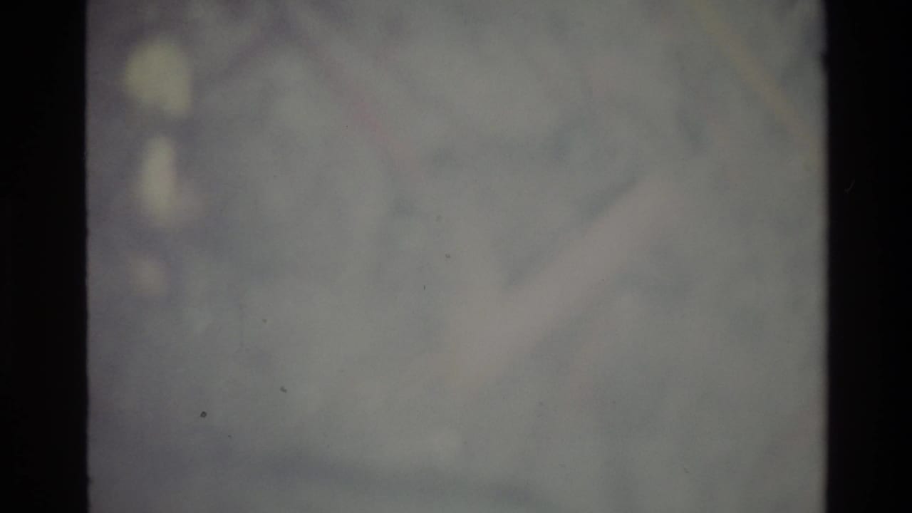 Abstract blurred opening frame from an 8mm home movie, circa 1980, showing indistinct pale foliage shapes as the camera finds focus.