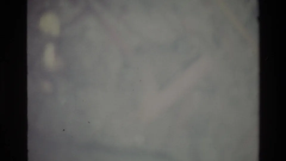 Abstract blurred opening frame from an 8mm home movie, circa 1980, showing indistinct pale foliage shapes as the camera finds focus.