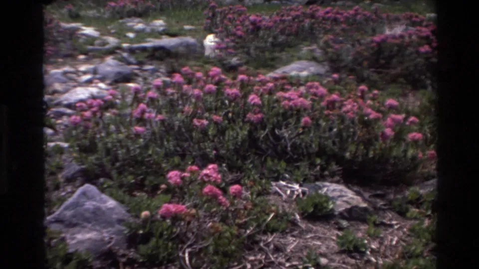 8mm home movie frame from Big Sur, California, circa 1980, showing dense pink wildflower clusters among gray rocks and green shrubs on a rocky coastal-mountain landscape.