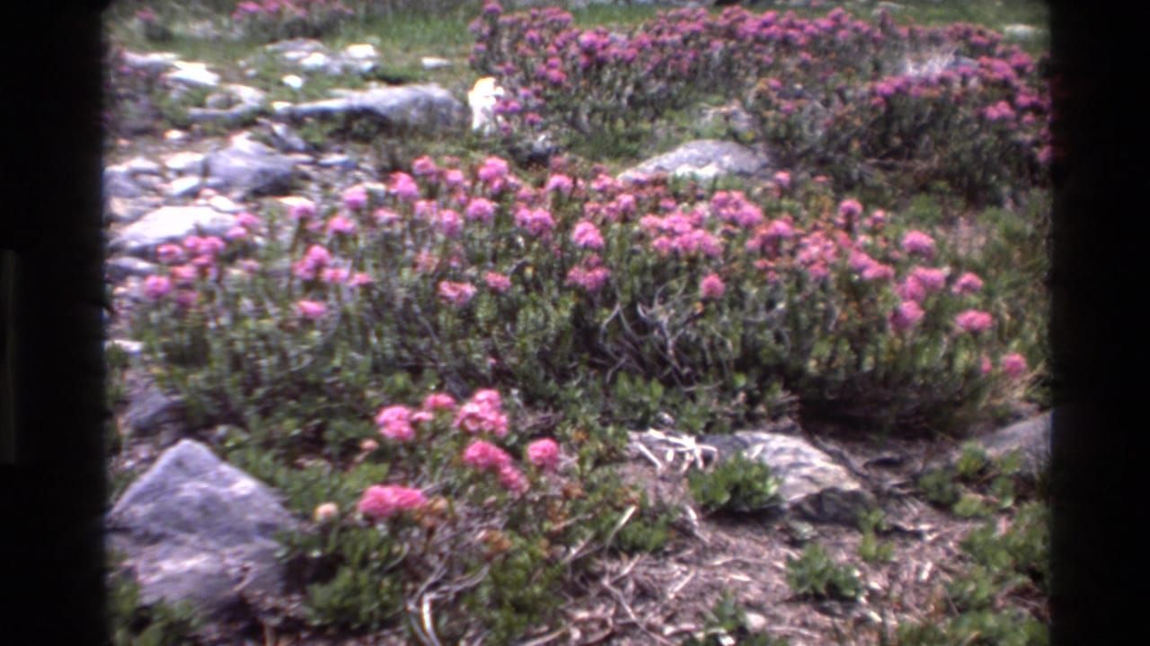 Clusters of bright pink wildflowers among coastal scrub and gray rocks, circa 1980, Big Sur, California, on 8mm film.