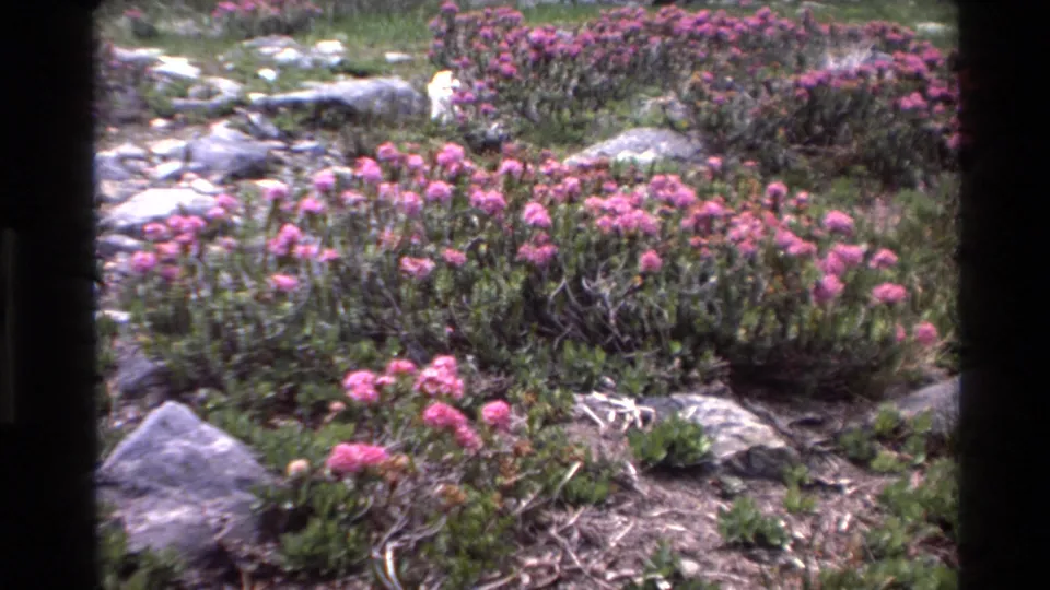 Clusters of bright pink wildflowers among coastal scrub and gray rocks, circa 1980, Big Sur, California, on 8mm film.